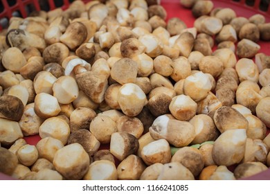 Straw mushrooms at market bangkok in Thailand.