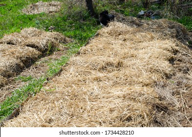 Straw on bed in the garden. Straw mulch. Organic gardening. Permaculture.