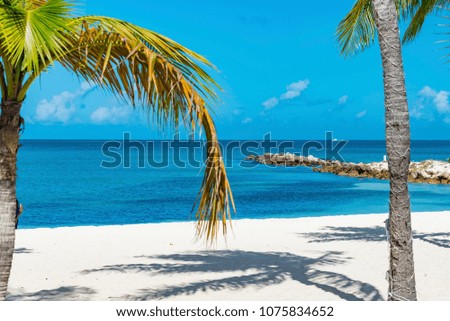 Image, Stock Photo Parasol, under palm trees