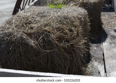 Straw Prepared For Hay Ride