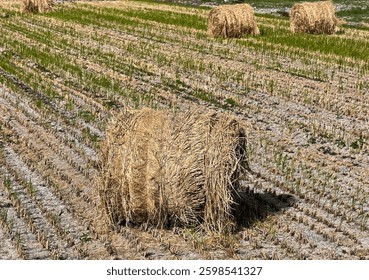  straw roll halm haulm  stack   rice straw 