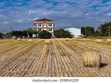  straw roll halm haulm  stack   rice straw 