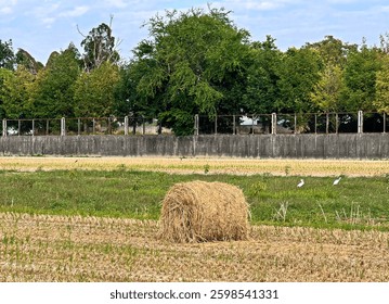  straw roll halm haulm  stack   rice straw 