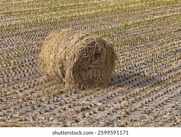  straw roll halm haulm  stack   rice straw 