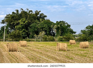  straw roll halm haulm  stack   rice straw 