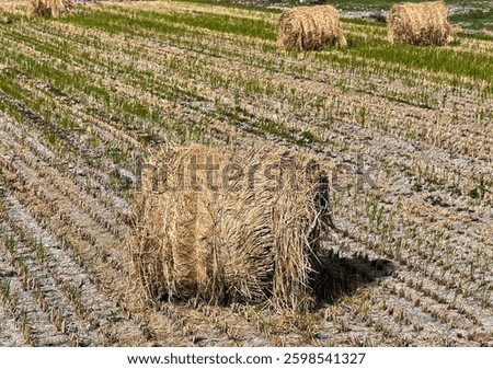  straw roll halm haulm  stack   rice straw 