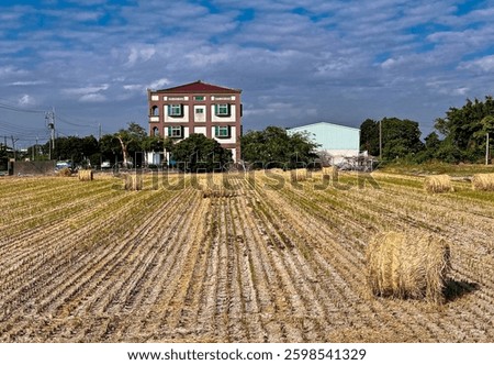  straw roll halm haulm  stack   rice straw 