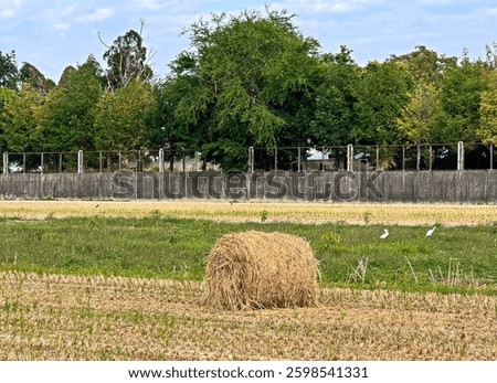  straw roll halm haulm  stack   rice straw 