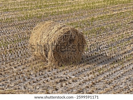  straw roll halm haulm  stack   rice straw 