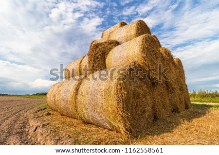 A straw rollers is stored on a treated field in a large pyramid. Agriculture, fodder. Sunny summer day