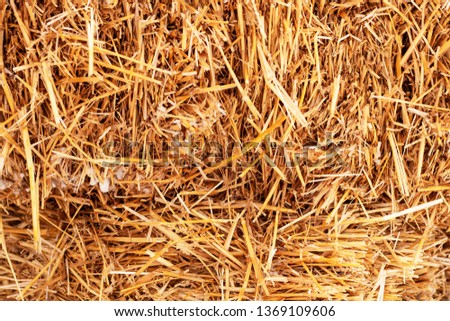Straw texture. 
Yellow grass background.Alternative fuel source. Concept Alternative fuel source, Biofuel