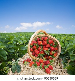 81,940 Strawberry Field Images, Stock Photos & Vectors | Shutterstock