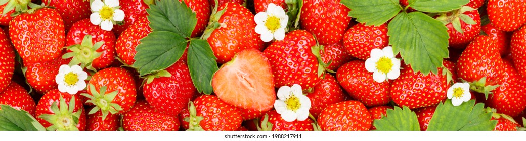 Strawberries berries fruits strawberry berry fruit with leaves and blossoms sliced panoramic view background food
