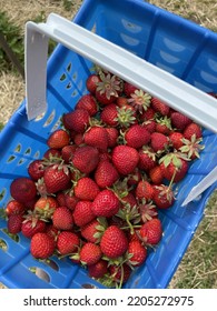 Strawberries Collected In A Blue Basket From Strawberry Picking