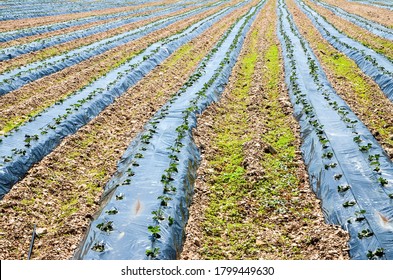 218 Sheet mulching Images, Stock Photos & Vectors | Shutterstock