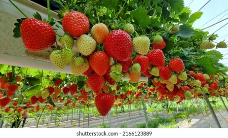 Strawberries Fresh, Red Grows On High Beds. Berry Hanging Down, Farm, Vegetable Garden. Close Up. Concept Farm, Agriculture, Vitamins, Sale, Harvest, Proper Nutrition, Business. High Quality Photo