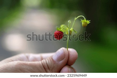 Similar – Walderdbeeren pflücken