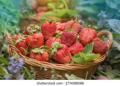  Erdbeeren beeren gesunde Beeren an sonnigen Tagen. Frischbeeren: gesundes Essen im Korb