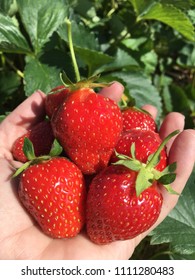 Farm’s Strawberries, Hudson Valley, NY.