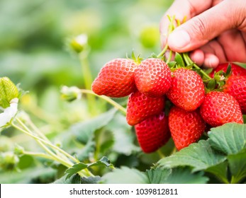 Strawberries in natural background