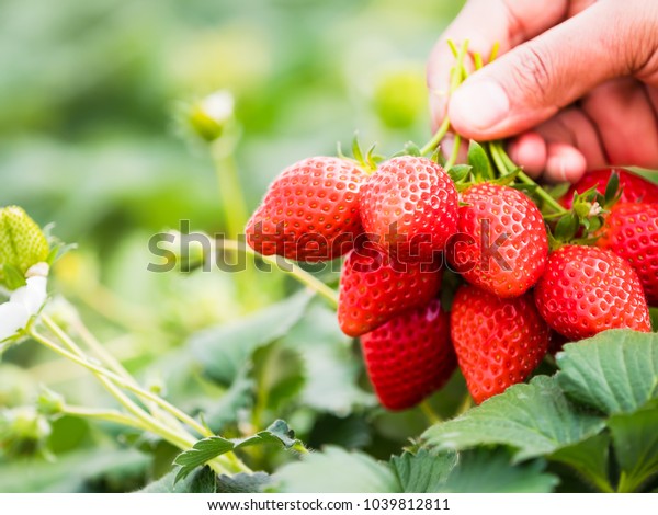 Strawberries Natural Background Stock Photo 1039812811 | Shutterstock