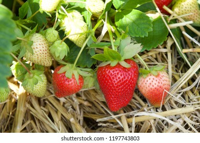 Strawberries in natural background. Strawberry Farm, collect strawberries themselves.