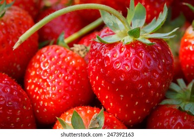 strawberries on basket