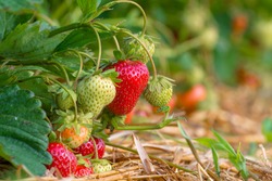 Strawberries On A Strawberry Plant On A Strawberry Plantation