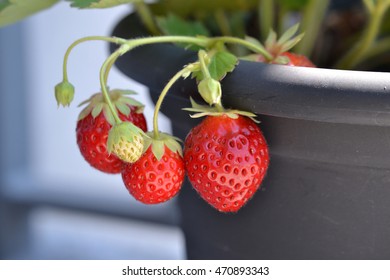 Strawberries plant potter and the birth of a strawberry.