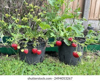 Strawberries plant. Red strawberries. Fruit. Top 10 to growing in your garden. - Powered by Shutterstock