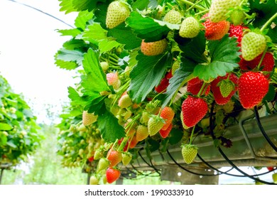 Strawberries plants. Red strawberries on the branches. Eco farm. Selective focus. Strawberry in greenhouse with high technology farming. Agricultural Greenhouse with hydroponic shelving system.