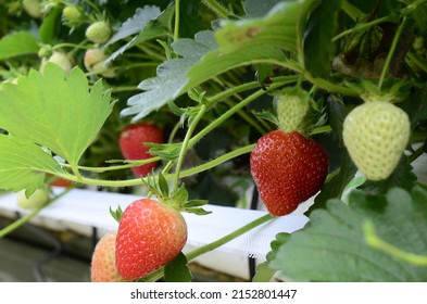 Strawberries Plants Rows In Greenhouse In UK. Red And Green Strawberries On The Branches. Eco Farm. Selective Focus. Strawberry In Greenhouse With High Technology Farming In UK. Agricultural