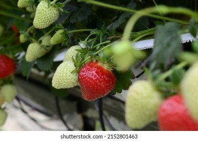 Strawberries Plants Rows In Greenhouse In UK. Red And Green Strawberries On The Branches. Eco Farm. Selective Focus. Strawberry In Greenhouse With High Technology Farming In UK. Agricultural