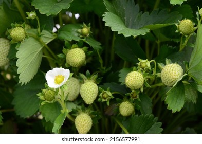 Strawberries Plants Rows In Greenhouse In UK. Red And Green Strawberries On The Branches. Eco Farm. Selective Focus. Strawberry In Greenhouse With High Technology Farming In UK.