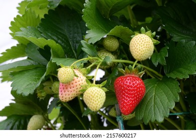 Strawberries Plants Rows In Greenhouse In UK. Red And Green Strawberries On The Branches. Eco Farm. Selective Focus. Strawberry In Greenhouse With High Technology Farming In UK. 