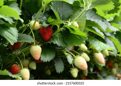 Strawberries Plants Rows In Greenhouse In UK. Red And Green Strawberries On The Branches. Eco Farm. Selective Focus. Strawberry In Greenhouse With High Technology Farming In UK. 