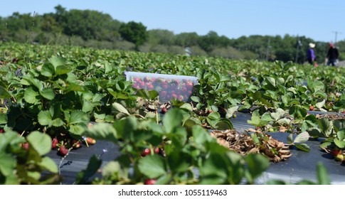 Strawberries in Plastic Container representing a bountiful harvest for picking strawberries in an organic farm in Florida 