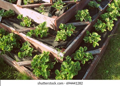 Strawberries In Raised Garden Bed. Pyramid Raised Garden