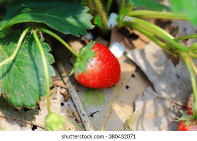strawberry