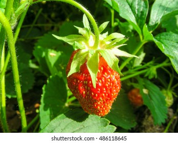 strawberry