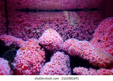 
Strawberry Anemone At Vancouver Aquarium				