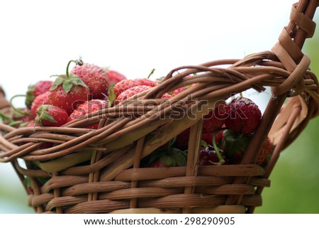 Foto Bild Frisch geerntet Farbfoto