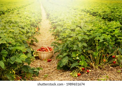 Strawberry basket in the strawberry in the sunlight - Powered by Shutterstock