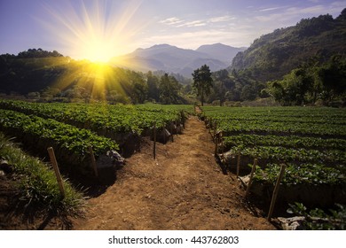 Strawberry Berry Farm