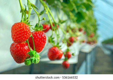 Strawberry Berry Farm.