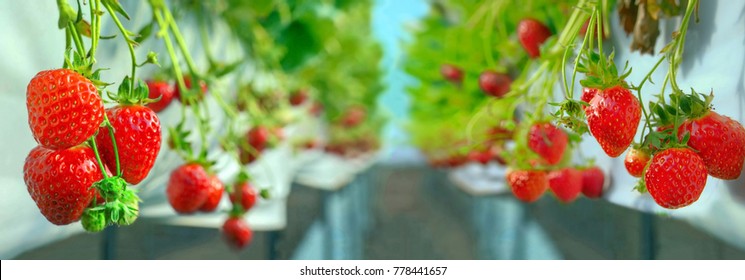 Strawberry berry farm.