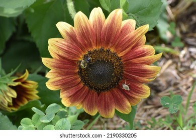 Strawberry Blonde Sunflower Growing In A Garden