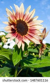 Strawberry Blonde Sunflowers, Richmond, Canada