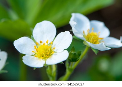 Strawberry Blossom On A Strawberry Field