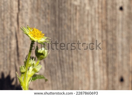 Strawberry, bud, and overblown flower. Wooden background.